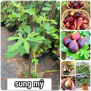 Cây sung mỹ siêu trái quả to vị ngọt có thể trồng chậu mua 5 cây tặng 1 cây (ảnh thật hình cuối)