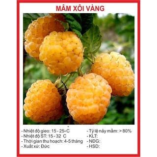 Hạt giống Quả Mâm Xôi Vàng 30 Hạt