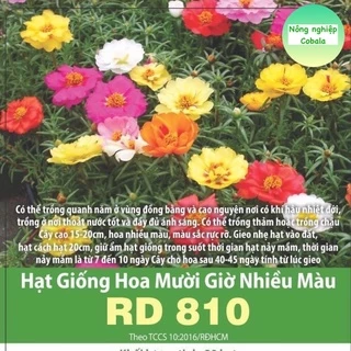 Hạt Giống Hoa Mười Giờ Nhiều Màu (810) 0.03gr