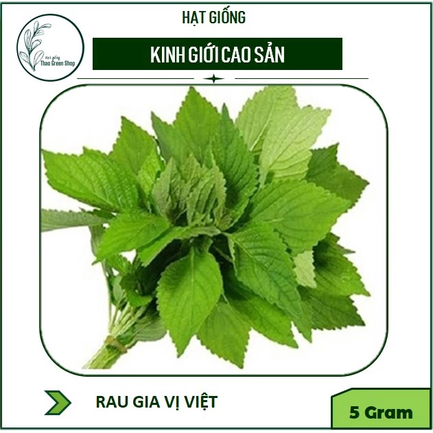 Hạt giống rau Kinh Giới cao sản 5gr