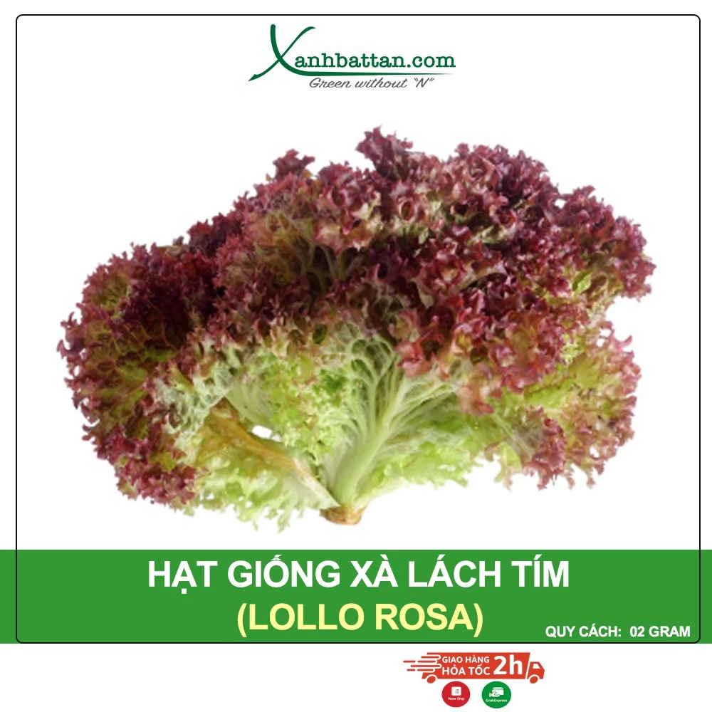 Hạt Giống Xà Lách Tím Lollo Rossa Phú Nông Gói 2 Gram