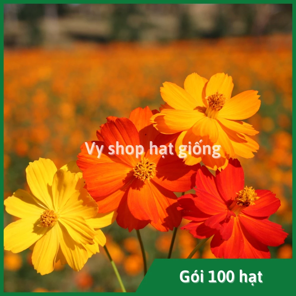 Hạt giống hoa sao nhái kép đỏ vàng cam gói 100 hạt