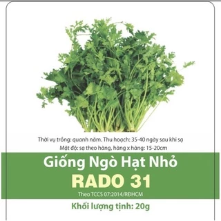 Hạt giống ngò Rạng đông