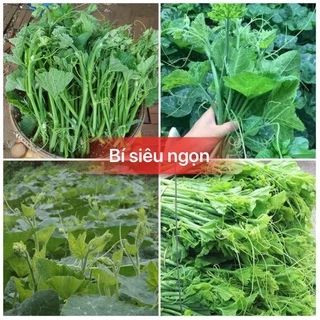 Hạt giống rau bí siêu ngọn F1