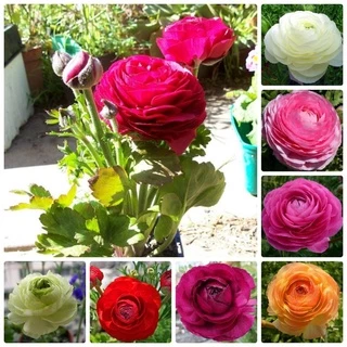 6 củ giống hoa hồng mao lương nhiều màu ( hoa hồng ri ba tư ) KNS224