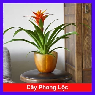 Cây phong lộc - cây cảnh để bàn - caykiengsadec