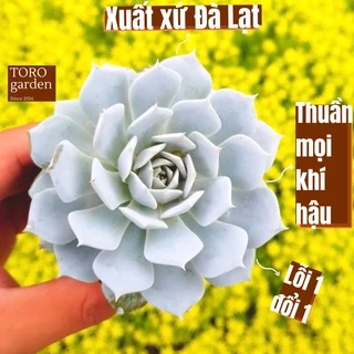 Sen đá ngọc trinh Đà Lạt size bé cây cảnh trang trí nhà cửa Toro garden