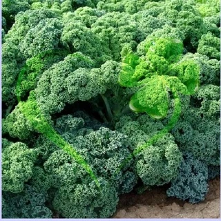Hạt giống cải Kale - cải xoăn xanh - gói 2 gram