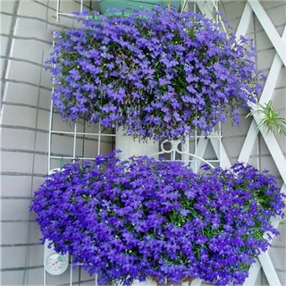 Hạt Giống Hoa Cúc Lobelia (200 Hạt) - MUA 3 TẶNG 1 CÙNG LOẠI