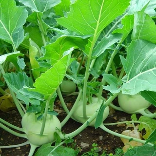 [Hạt giống Hàn Quốc] Hạt giống su hào xanh Hàn Quốc - tỷ lệ nảy mầm 95%