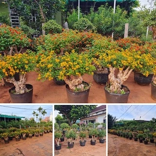 Phôi Hoa Ngũ Sắc, Phôi Ngũ Sắc, Nhiều U Cục Làm Cảnh Bonsai, cây cảnh, cây hoa cảnh đẹp