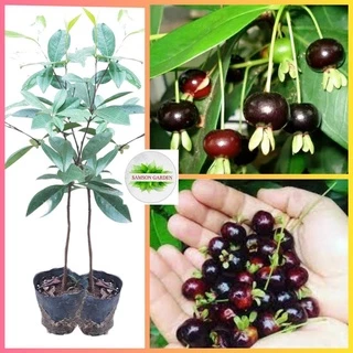 [Ảnh thật] Cây Cherry Nhiệt Đới_Cherry Brazil CÂY TO cao 50-100cm - Siêu Sai Quả SAMSON GARDEN