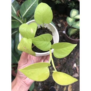 Trầu bà vàng/ Neon Pothos