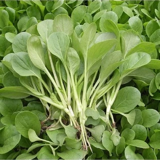 HG Cải Ngọt Chuẩn f1 Nảy Mầm 100% 🌱🌱🌱