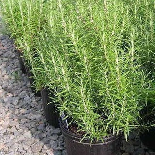 10h Hạt Giống Hương Thảo Rosemary