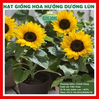 Hạt giống hoa hướng dương lùn - rau củ quả trồng chậu, sân vườn ban công nảy mầm cao 30 hạt RADO859