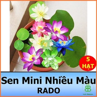 Hạt Giống Hoa Sen Mini Nhiều Màu, Nảy Mầm Nhanh, Dễ Trồng