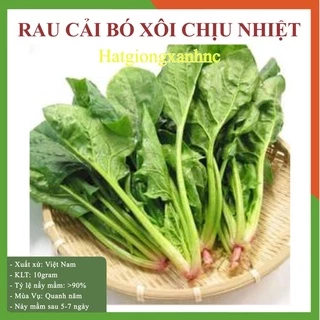 Hạt giống rau cải bó xôi 20gr, bổ dưỡng, dễ trồng, kháng bệnh tốt, giàu dinh dưỡng