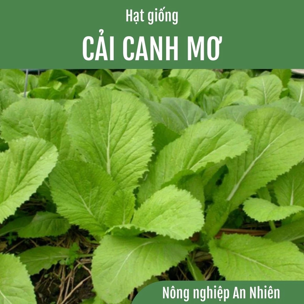 Hạt giống Cải canh mơ Hà Nội Trồng quanh năm túi 20g,50g