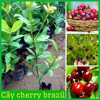 Cây cherry ( chery) Brazil lùn dễ trồng chịu nhiệt tốt