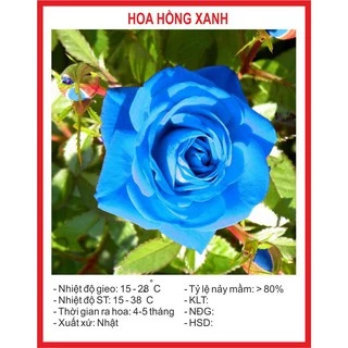 Hạt giống Hoa Hồng Xanh 50 Hạt