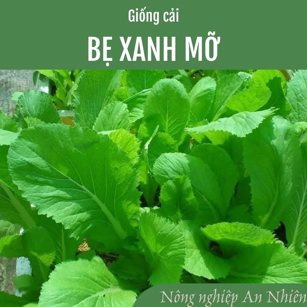 20g Hạt giống Cải bẹ xanh mỡ cao sản