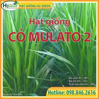 Hạt giống cỏ MULATO 2 - gói 500g - Hạt Giống Cỏ chịu hạn tốt, Lượng đạm cao cho chăn nuôi bò sữa, dê, cừu, thỏ...