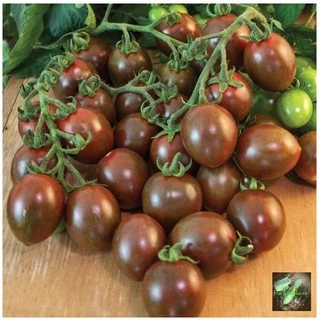 [Seeds] Hạt giống cà chua bi chocolate lai f1, đóng gói 3 hạt hoặc 5 hạt