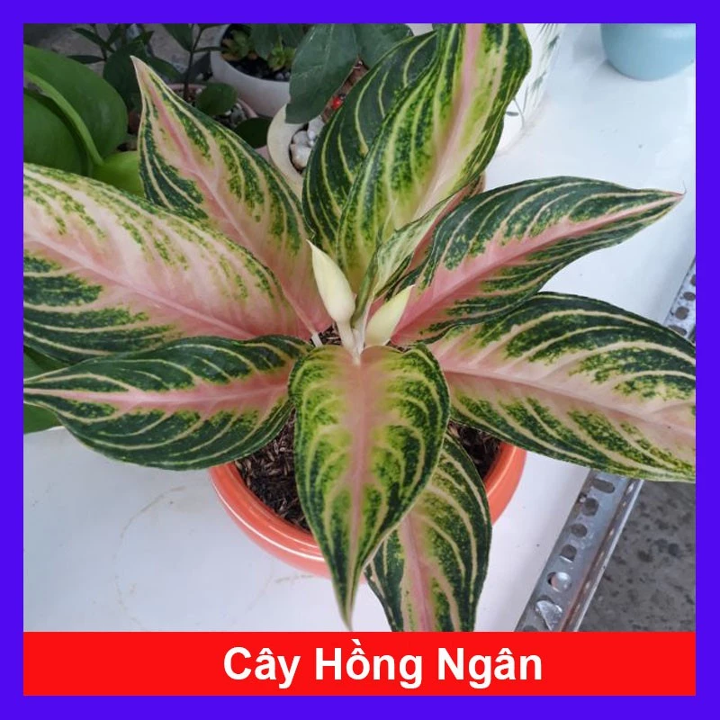 caykiengsadec - Cây Hồng Ngân - Cây cảnh mini để bàn