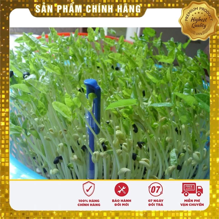 Hạt giống mầm đậu cove gieo trồng 7 ngày ( 50gr)