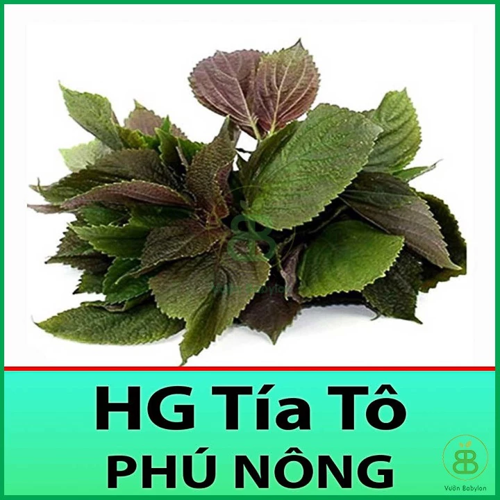 Hạt Giống Tía Tô Cao Sản 2Gr Dễ Trồng