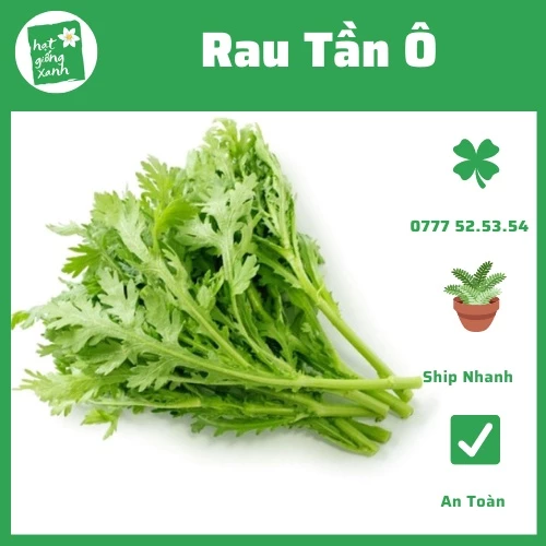 Hạt Giống Tần ô ( 20gr )