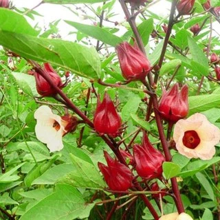 [GIÁ GỐC] Hạt giống Hoa Atiso đỏ - 10 hạt