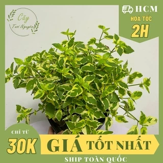 GIỐNG CÂY NGỌ.C BÍCH CẨM THẠCH ,(cao 15cm), cây cảnh trồng sân vườn, trang trí lối đi, dễ trồng, Cây Tươi Nguyên