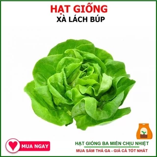 Hạt Giống Xà Lách Búp Rạng Đông 5gram