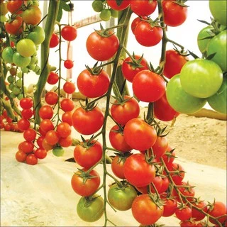 Gói 30 hạt giống cà chua cherry chuỗi ngọc siêu ngọt F1