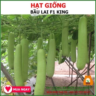 Hạt Giống Bầu Lai F1 King Sai Trái Phú Nông 1gram