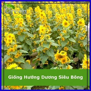 Hạt Giống Hoa Hướng Dương Siêu Bông