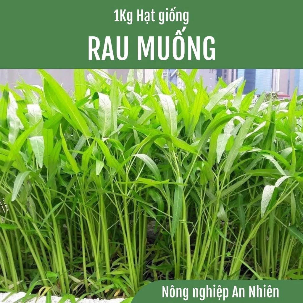 1KG Hạt giống RAU MUỐNG LÁ TRE cực dễ trồng - gói lớn tiết kiệm