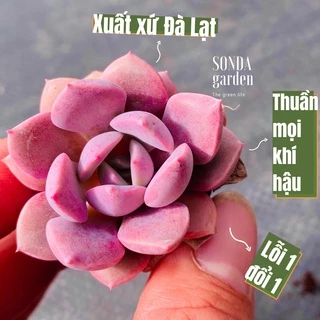 Sen đá hồng hoa SONDA GARDEN size mini 2.5-4cm, cây cảnh trang trí nhà cửa, lỗi 1 đổi 1