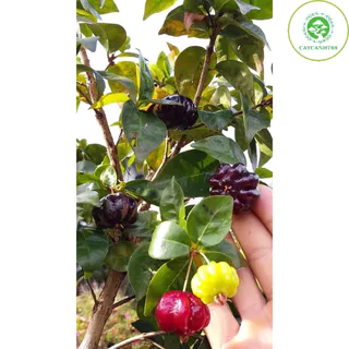 Cây cherry surinam - cherry khía cao 50-60cm ra trái quanh năm phù hợp khí hậu mọi miền Viêt Nam.