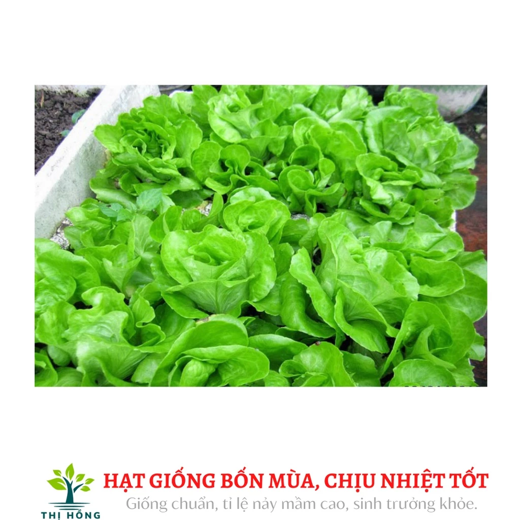 Hạt giống xà lách đăm số 1 2g (là giống bản địa, cuộn chặt, sinh trưởng phát triển tốt)