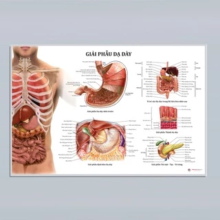 Tranh giải phẫu Dạ dày. 50x75cm. Decal dán.