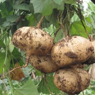 Hạt giống củ đậu (củ sắn) cao sản - rau củ quả chịu nhiệt 4 mùa ngon nảy mầm cao 20 hạt