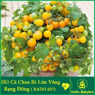 Hạt Giống Cà Chua Bi Lùn Vàng Sai Trái