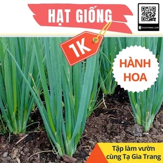 Deal 1K - 50 hạt giống hành hoa (hành lá) cao sản - Tập làm vườn cùng Tạ Gia Trang