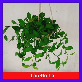 Cây lan đô la chậu treo, thân leo rủ rất nhanh, tươi tốt quanh năm, cây cảnh treo tường và ban công