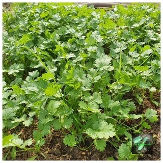 [Seeds] Hạt giống Rau Ngò Rí (Rau mùi) RD31, đóng gói 20gr