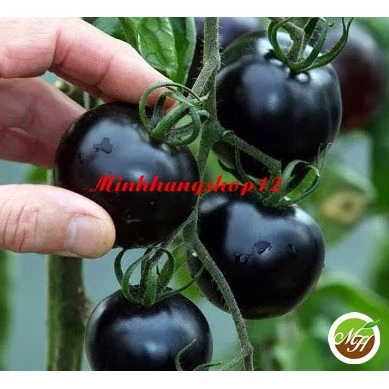 Hạt giống Cà chua Bi đen Sai Qủa Kèm Tặng Kích mầm và hướng dẫn ươm trồng