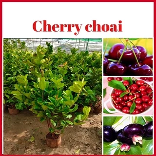 Cây cherry choai cao khoảng 1 mét tán rộng xum xuê (ảnh thật hình cuối)